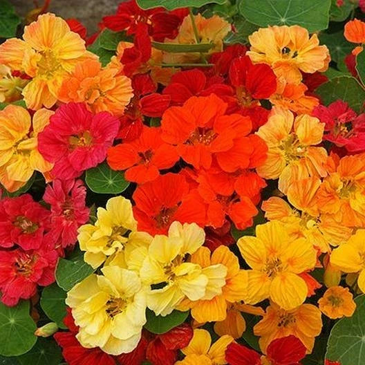 Nasturtium Seeds - Dwarf Whirlybird Double Mix - Edible Fragrant Flowers - Tropaeolum majus - 25 Seeds
