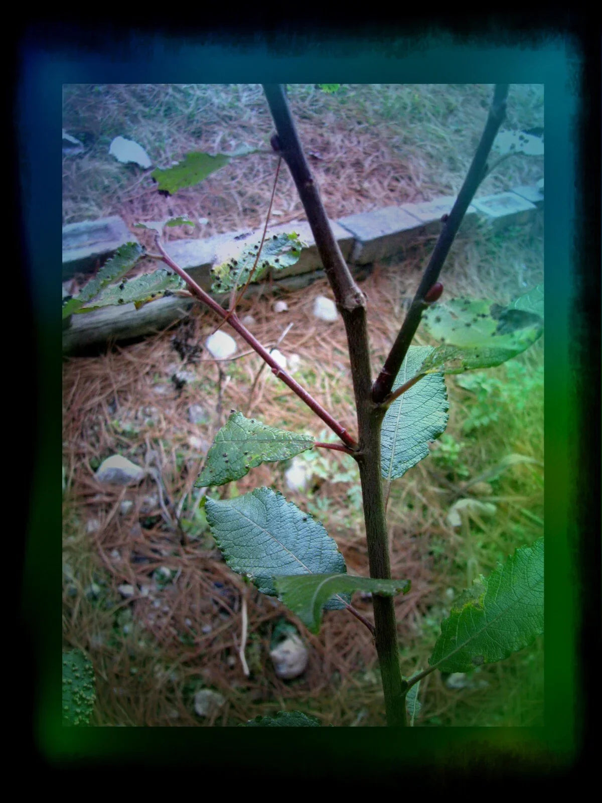 Pussy Willow Cuttings 5-7 in Salix discolor No Roots for Propagation Garden Supplies, Natural Landscaping