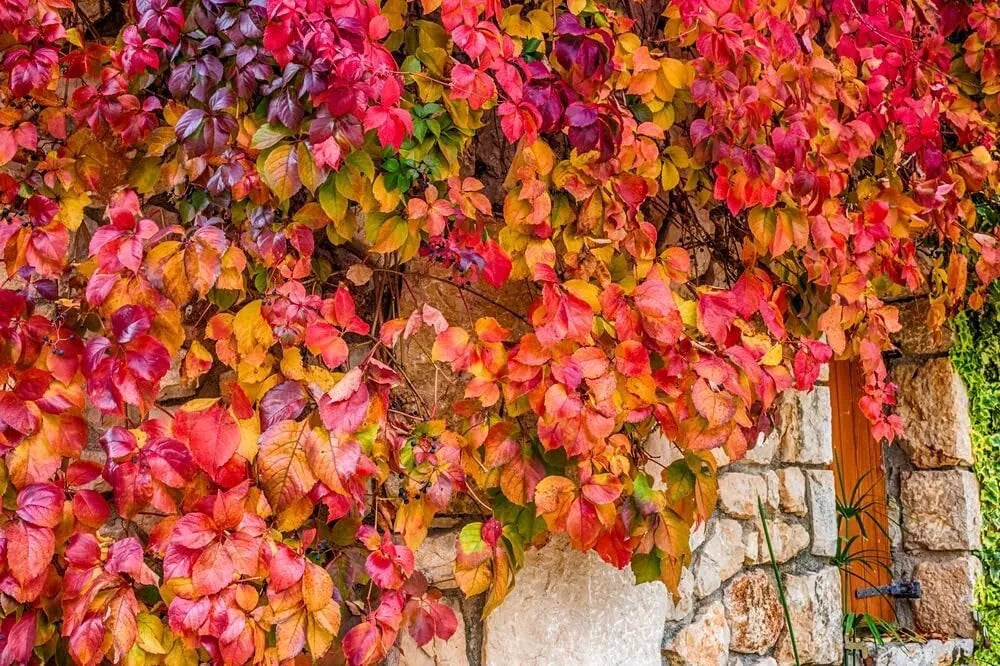 Virginia Creeper Live Vine Seedlings 1 Pack | Parthenocissus quinquefolia | No Ship to California