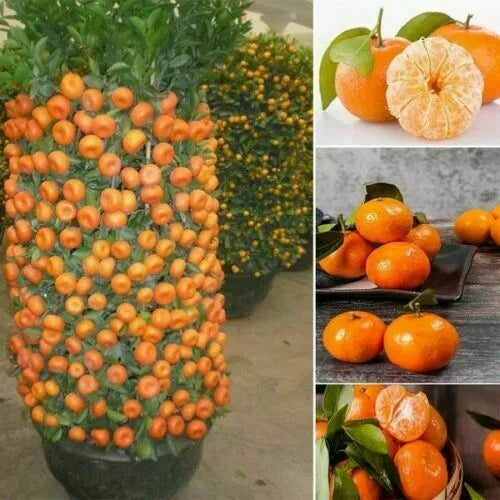 Dwarf Orange Bonsai Tree Seeds - 20 Seeds | Citrus reticulata Indoor Gardening