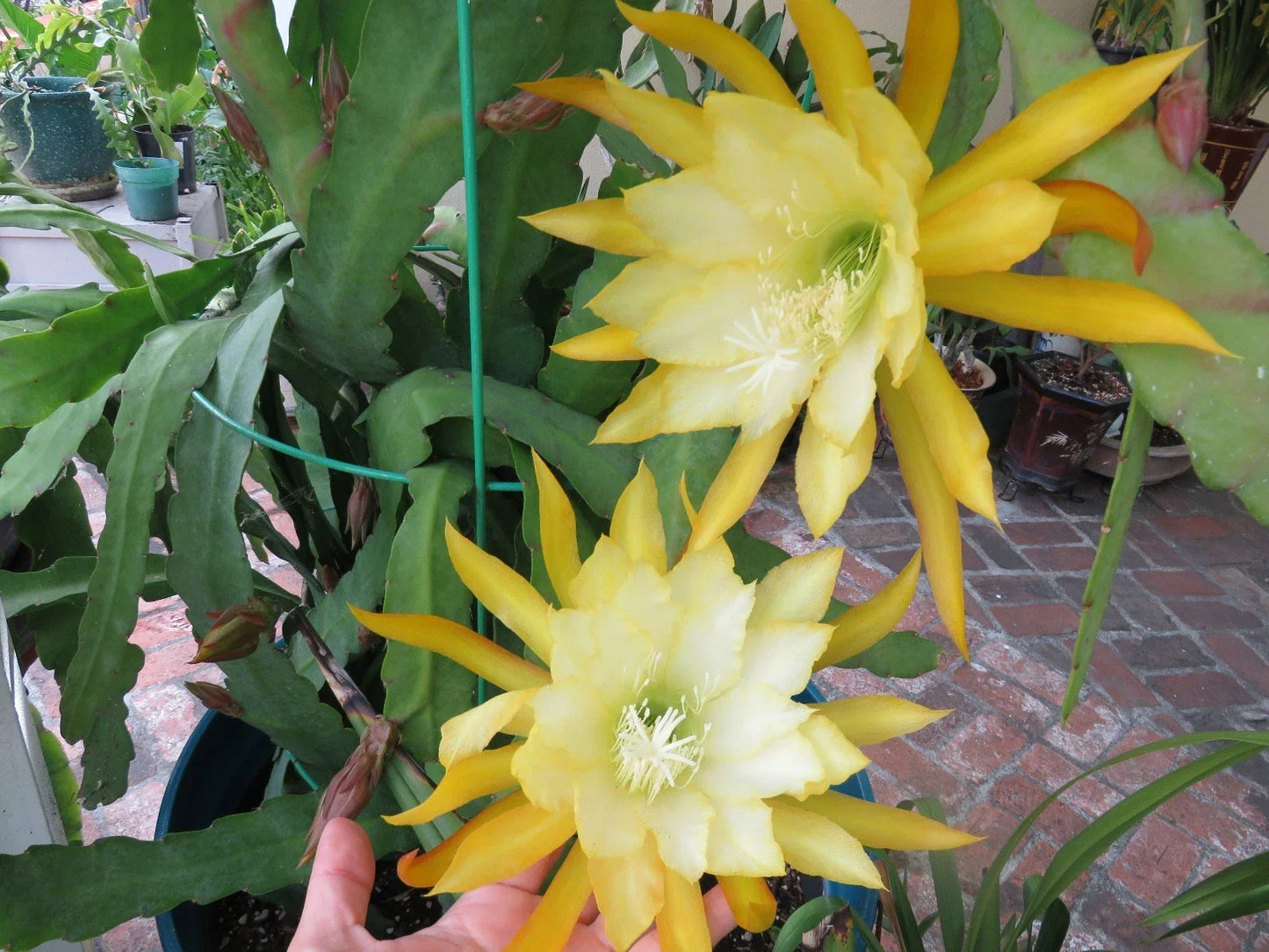 Epiphyllum Orchid Cutting 8-10" Queen of the Night Cactus Ric Rac Epiphyllum oxypetalum