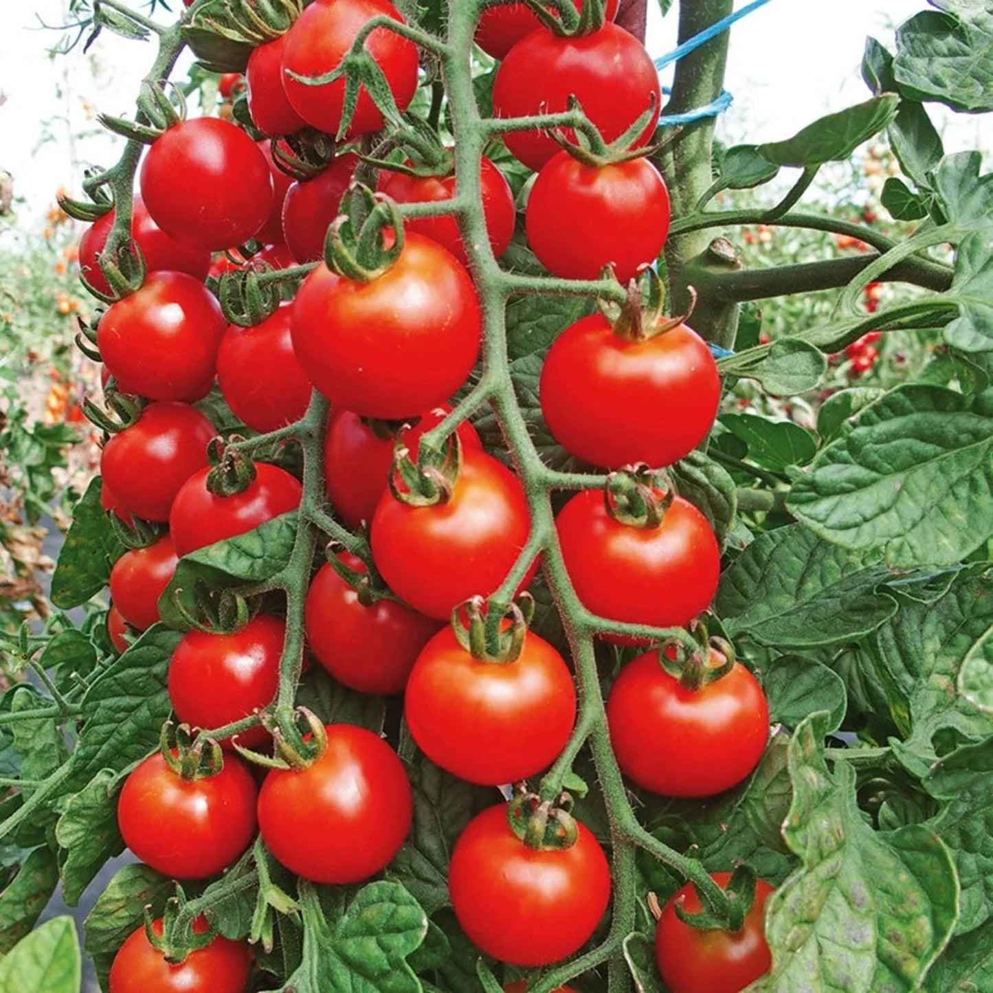 Cherry Tomato Seeds - Heirloom Non-GMO Organic Super Sweet Large - Solanum lycopersicum, 100+ Seeds