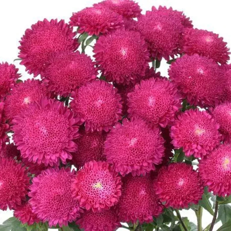 Bonita Rose Aster Seeds 30 Pack - Aster novae-angliae Pink Flowers for Borders, Cut Flowers, Pollinator Attractant