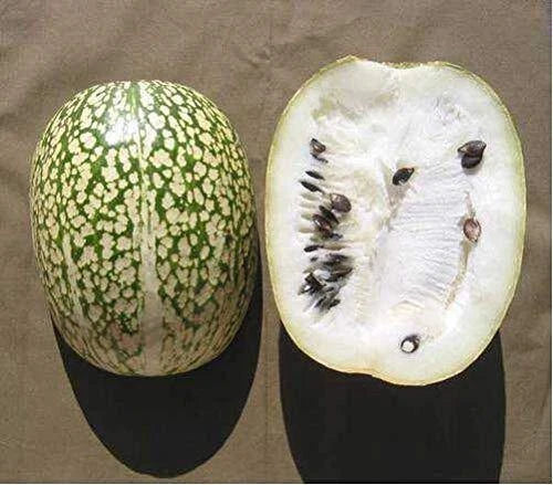 10 Seeds Shark Fin Melon Chilacayote Heirloom Rare Sechium edule