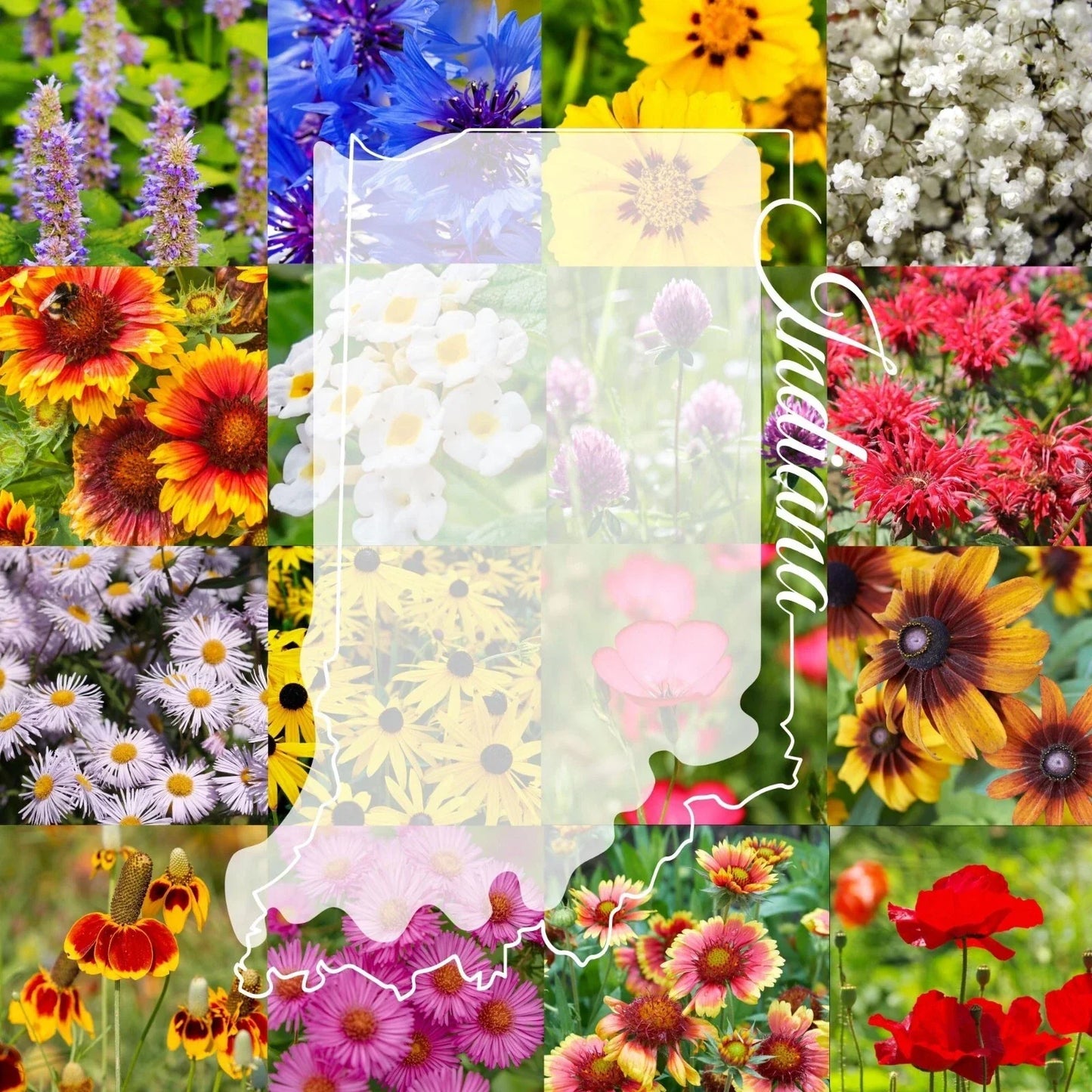 Wildflower Seed Mix 1/2LB Bulk Indiana Native Wildflower Seeds for Pollinators & Gardens