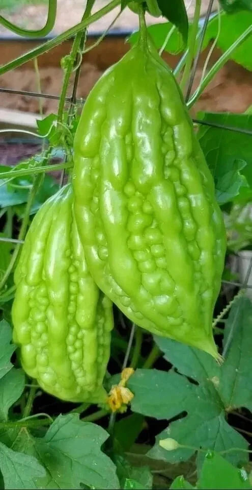 Bitter Melon Seeds - 10 Pack - Momordica Charantia - Bitter Gourd - Non-GMO, Heirloom, USA