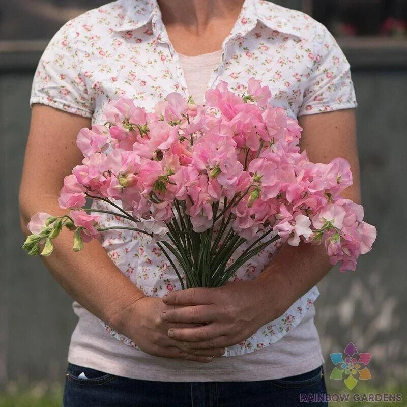 Sweet Pea Seeds - Elegance Pink Diana - Lathyrus odoratus - 50+ Seeds - USA