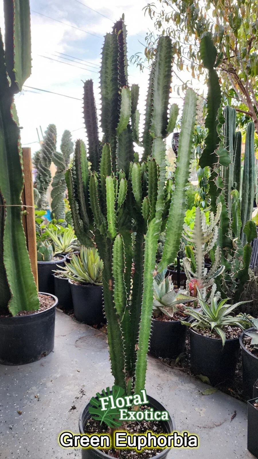 Euphorbia Trigona Clippings - Lot of 2, 3" Succulent Plant, Indoor Decor, African Milk Barrel, Drought-Tolerant, Modern Architecture