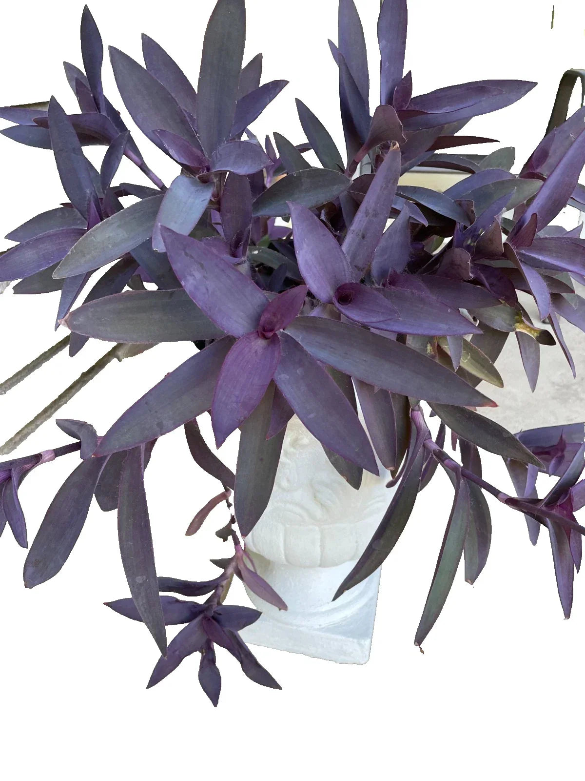 15 Purple Heart Cuttings - Wandering Tradescantia Pallida Purpurea Live Plant Propagation for Indoor & Outdoor Gardening