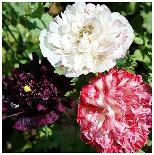 Antique Flemish Poppy Double Mix Seeds – Papaver somniferum – Bulk Flower Seeds for Garden Planting