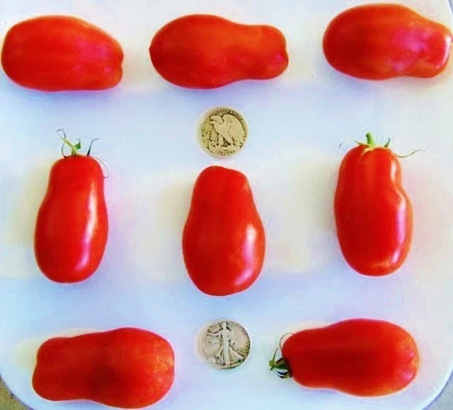 San Marzano Tomato Seeds - 25 Pack - Premier Paste Variety - Solanum lycopersicum - For Sauces & Canning