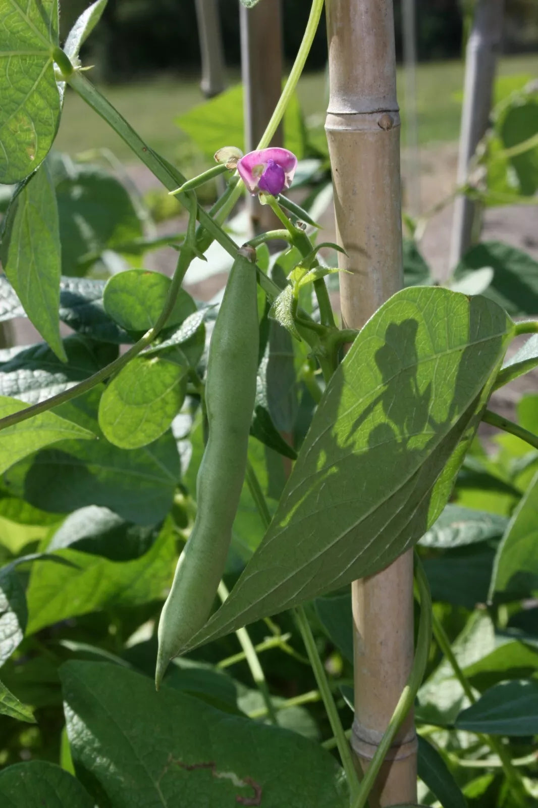 Black Turtle Bean Seeds - NON-GMO Shelling Dry Beans, Frijoles Negros, Heirloom Variety, Phaseolus vulgaris