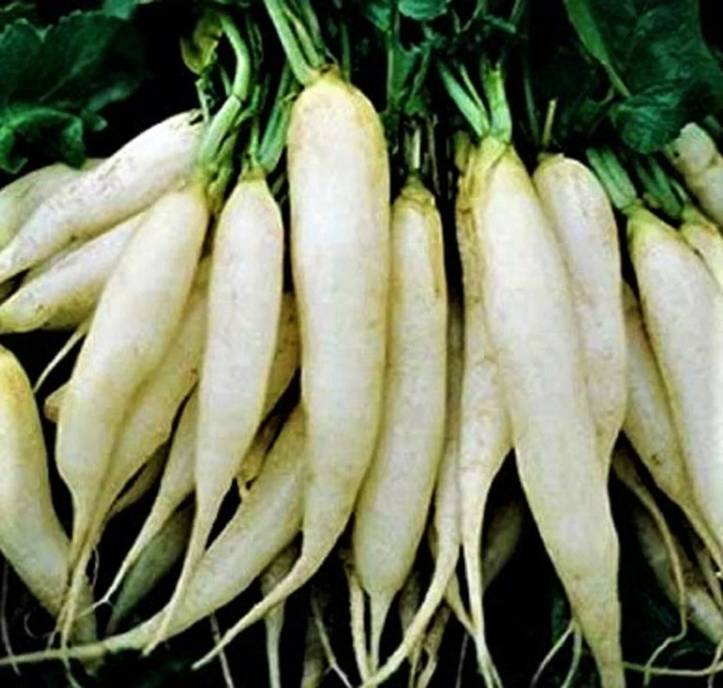 White Icicle Radish Seeds – Non-GMO, Fast-Growing, Crisp Flavor, Raphanus sativus, 200+ Seeds, Ideal for Gardens & Containers