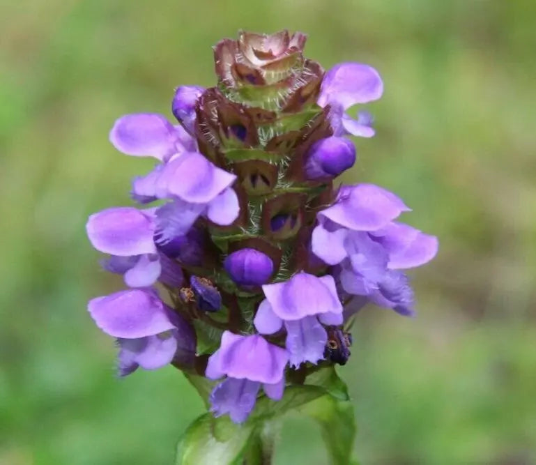 Heal All Herb Seeds - 200+ Prunella Vulgaris Perennial Flower Seeds for Garden, Medicinal, Non-GMO, Easy to Grow