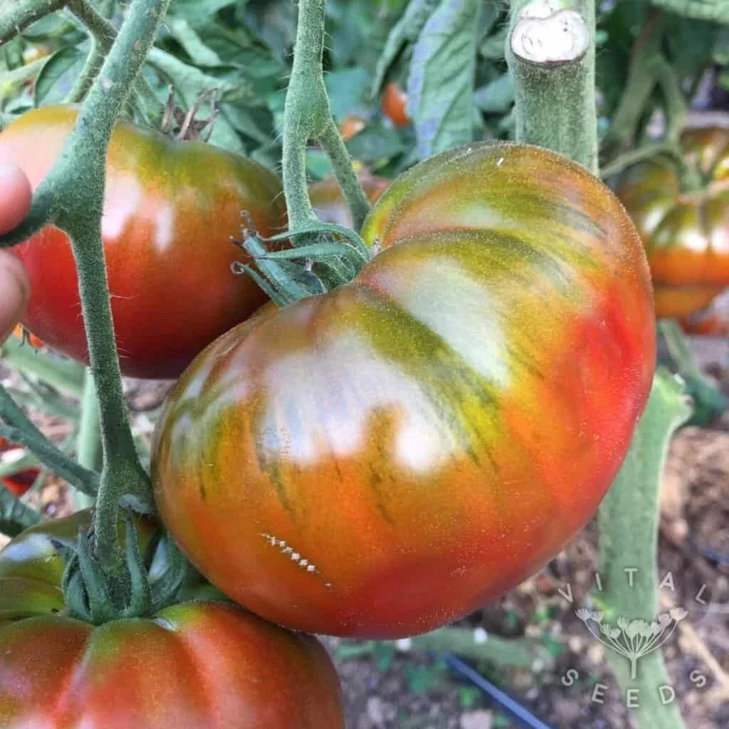 Paul Robinson Tomato Seeds - Heirloom Organic Non-GMO - Solanum lycopersicum - 10+ Seeds for Home Garden, Salad, Sauce