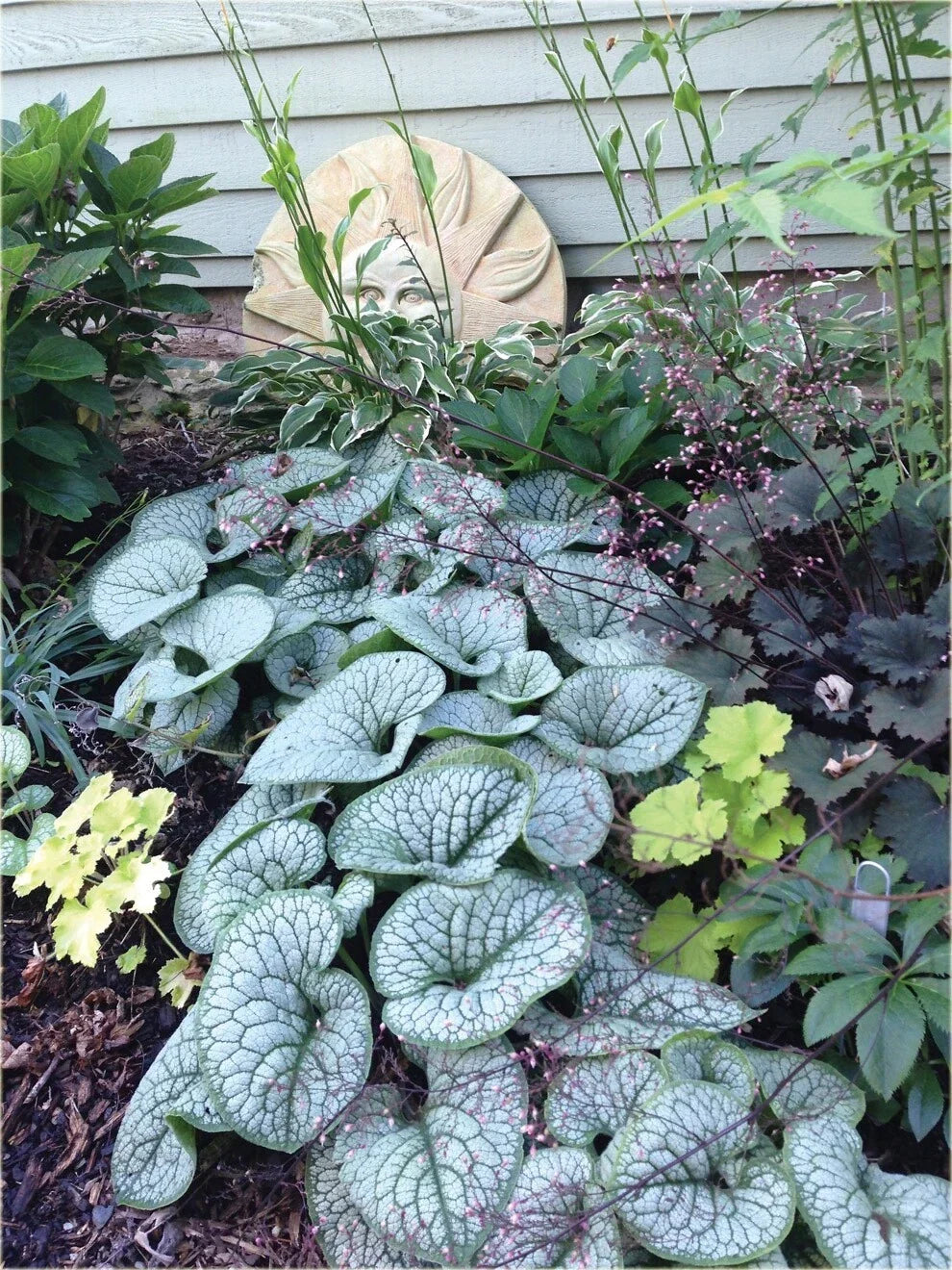Brunnera 'Sea Heart' Live Starter Plant – Shade Perennial with Silver Heart Leaves & Spring Blue Flowers