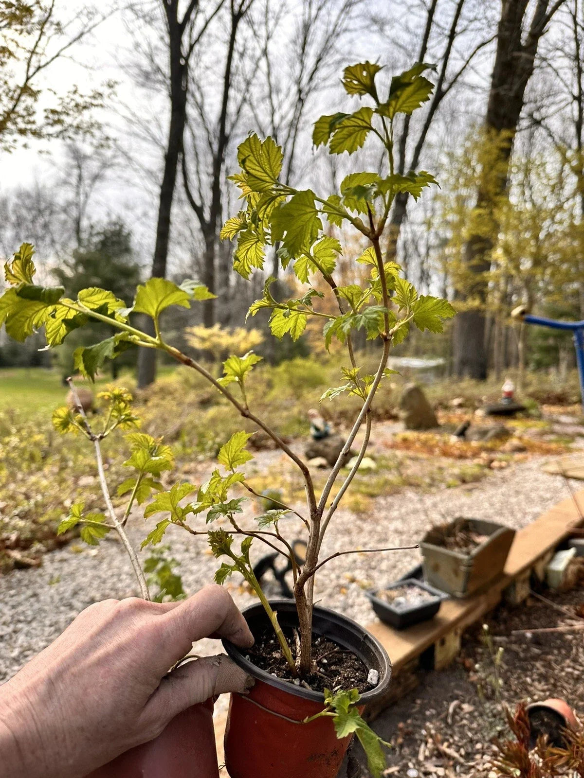 Viburnum opulus Live Bare Root Starter Plant | Guelder Rose | European Cranberrybush | Flowering Shrub | Hardy Ornamental Plant