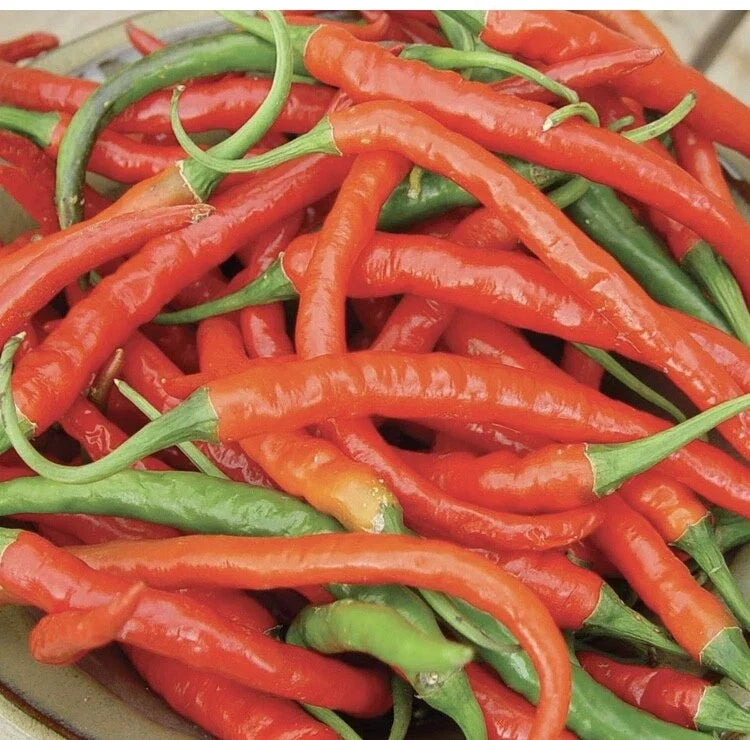 Cayenne Pepper Seeds 50+ Non-GMO, Long Red Slim Hot Capsicum annuum for Spicy Cooking, Home Garden, Free Shipping