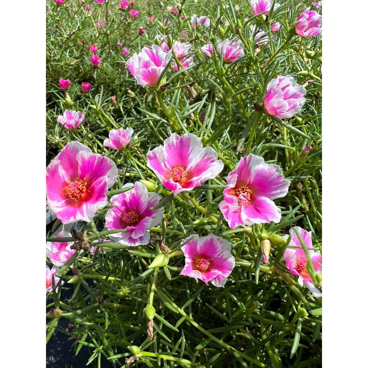 Pinky Star Portulaca grandiflora Succulent Cuttings - Colorful Ground Cover Plant, Drought-Tolerant, Full Sun