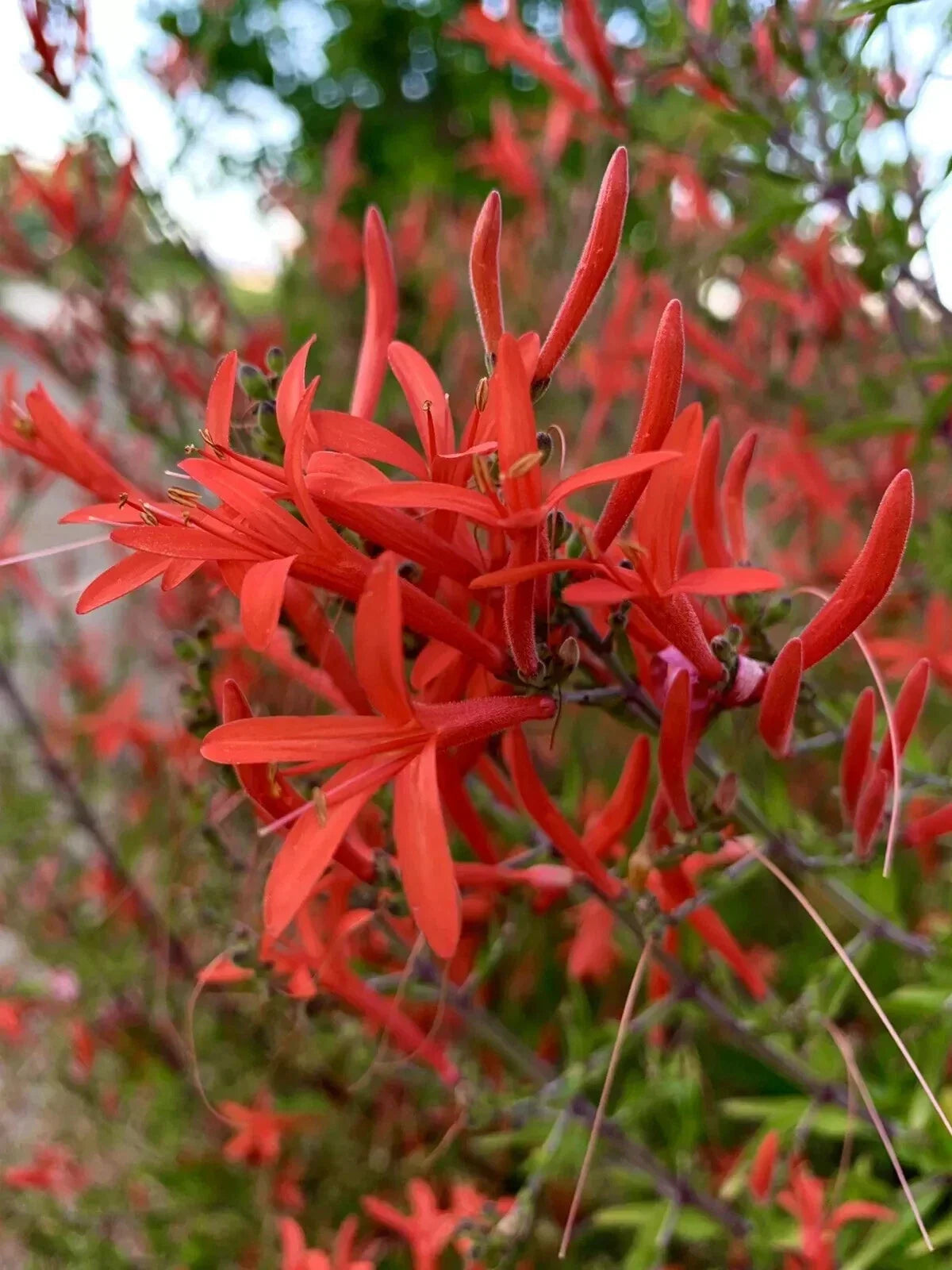 Flame Acanthus Seeds 20 Pack Anisacanthus Quadrifidus Wrightii Drought-Tolerant Full Sun Garden Plant