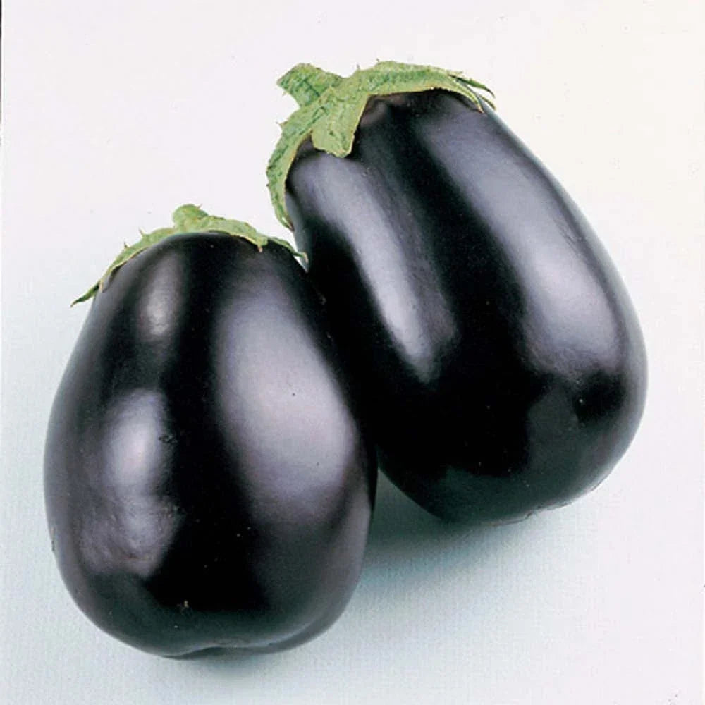 Eggplant Seeds - Black Beauty, 50+ Solanum melongena, Organic, Heirloom, Full Sun, Bushy, Non-GMO