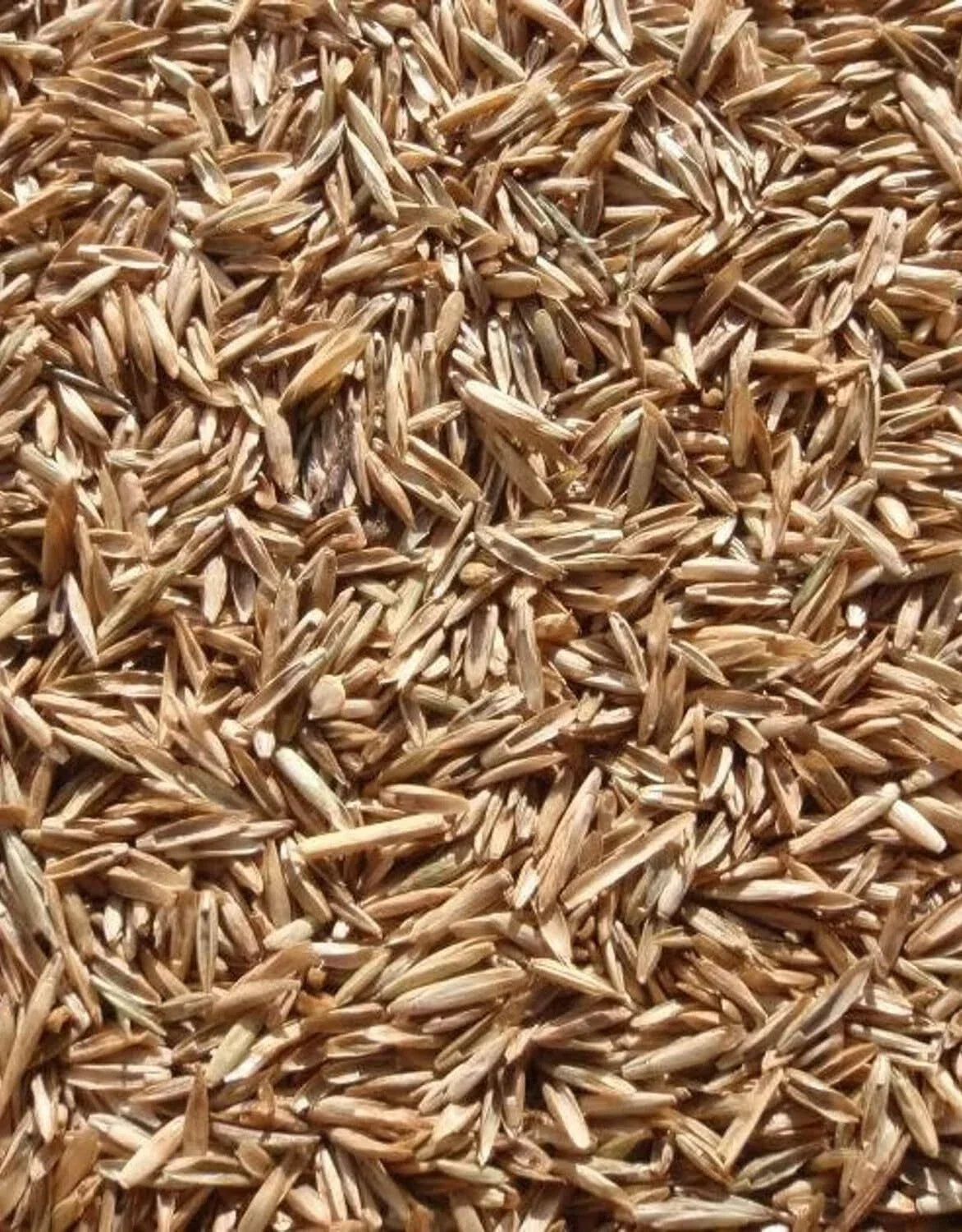 Perennial Ryegrass Seeds 1 lb - Premium Quality Lolium perenne for Fast Germination