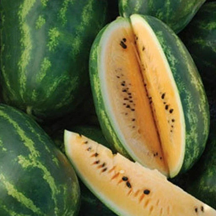 Tendersweet Orange Watermelon Seeds 20 Ct – Juicy Citrullus lanatus Fruit for Home Garden, Sweet Orange Flesh, Heavy 15-30 lbs