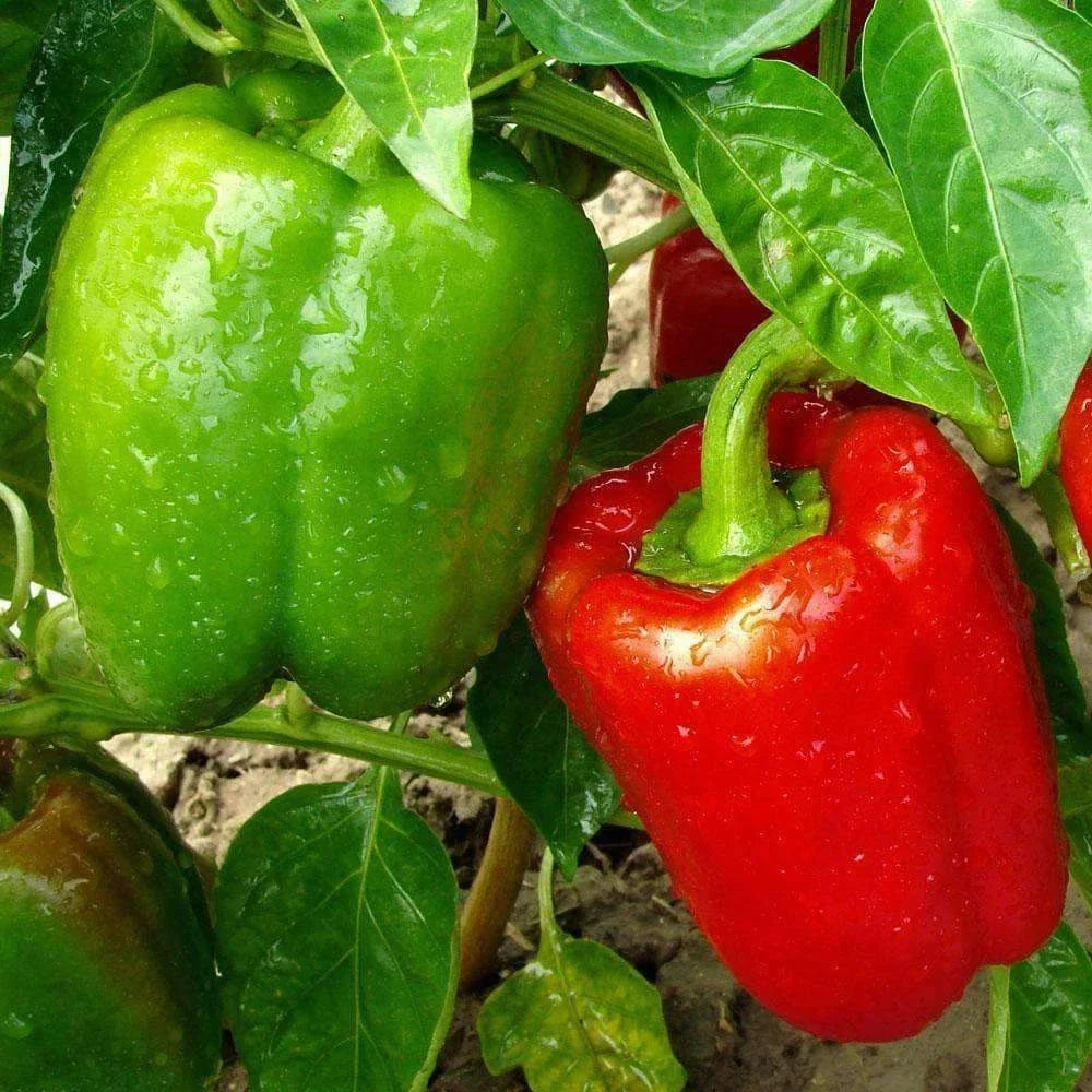 California Wonder Bell Pepper Seeds – Non-GMO Vegetable Seeds for Home Garden, Capsicum annuum, Sweet Bell Peppers, 50+ Pack