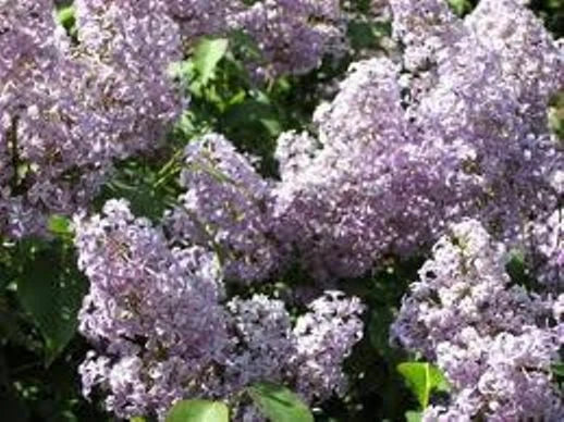 Lilac Bush Live Plant Set of 2 - Old Fashion Purple, 16-24 Inches, Bare Root Syringa vulgaris
