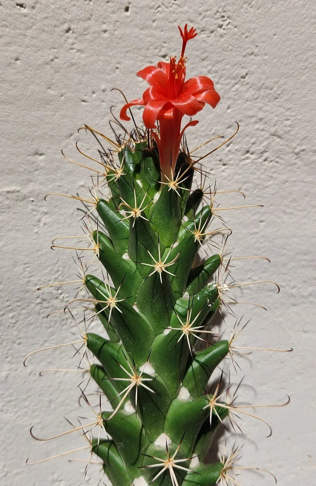 Live Rooted Cactus Plant - Cochemiea poselgeri Succulent in 4-Inch Pot for Indoor & Outdoor Gardening