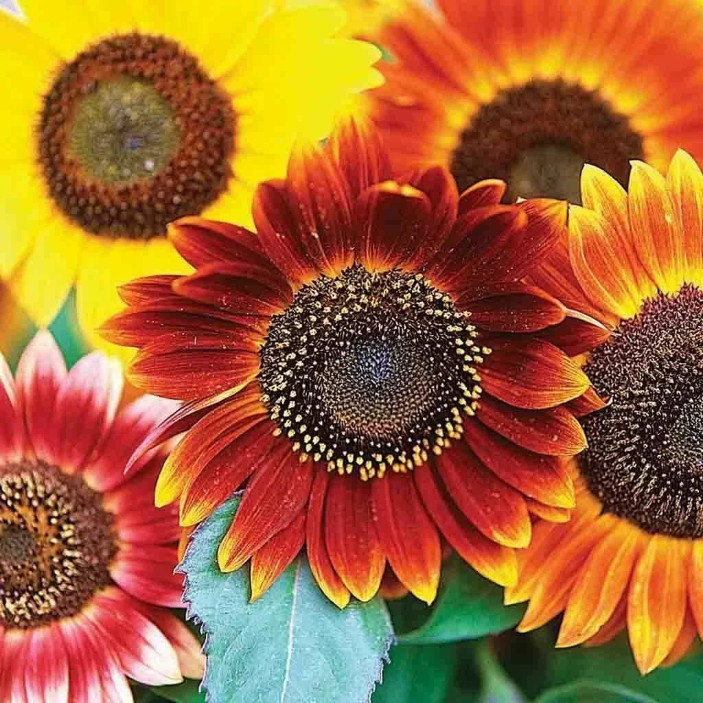 Sunflower Seeds Packets – Autumn Beauty Multicolor Mix Helianthus annuus, Annual Cut Flower, Bright Garden Blooms