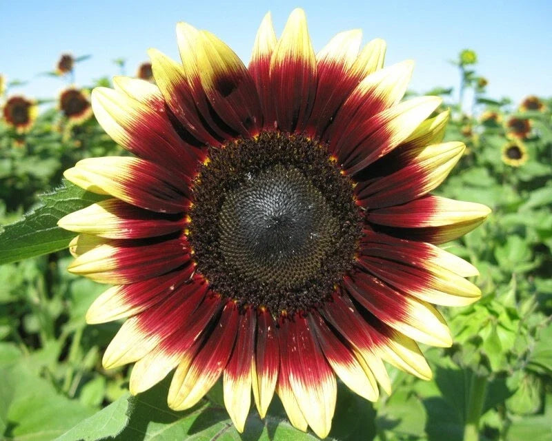 Sunflower Seeds - Pro Cut Red Lemon Variety - Vibrant Red and Yellow Helianthus annuus - Fresh, Non-GMO, Easy to Grow