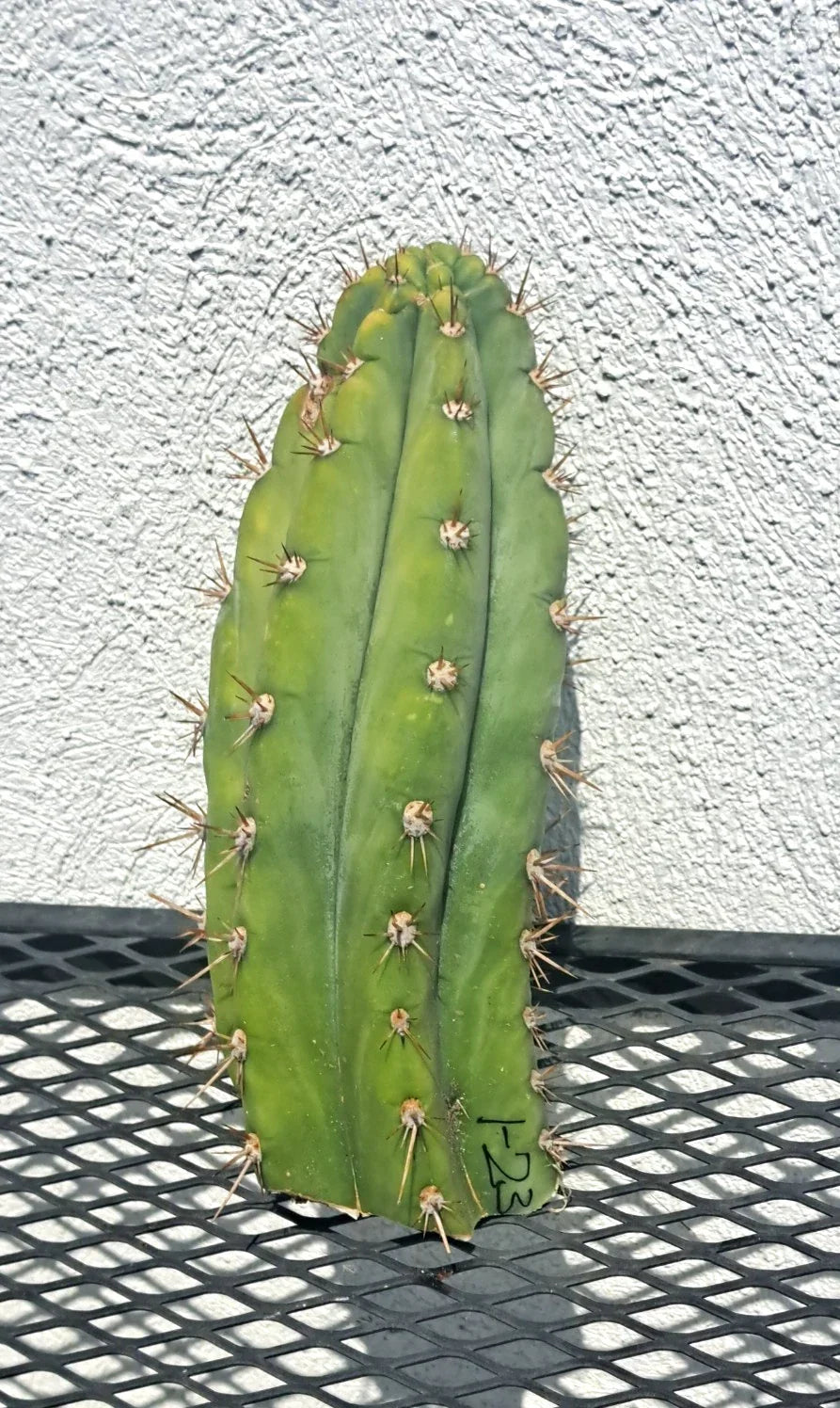Cereus peruvianus Cactus Cutting - Succulent Plant - Unique Desert Cactus Variety