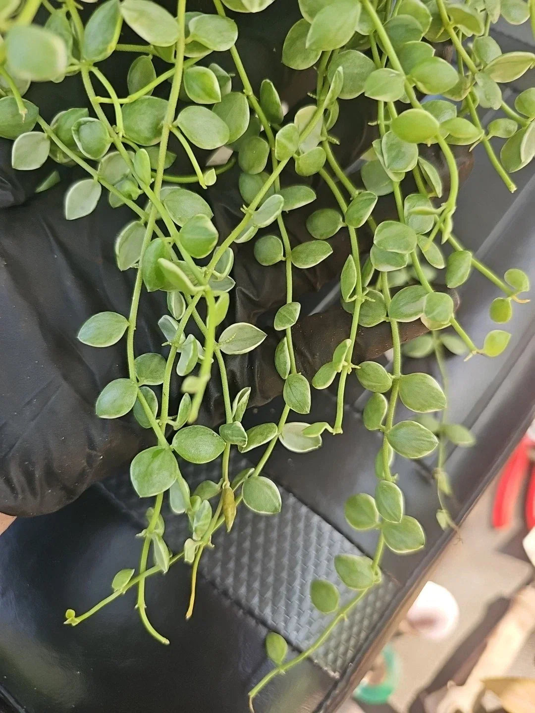 Dischidia Nummularia Pebble Beach Variegated Cutting - Indoor Plant for Home Decor & Terrariums