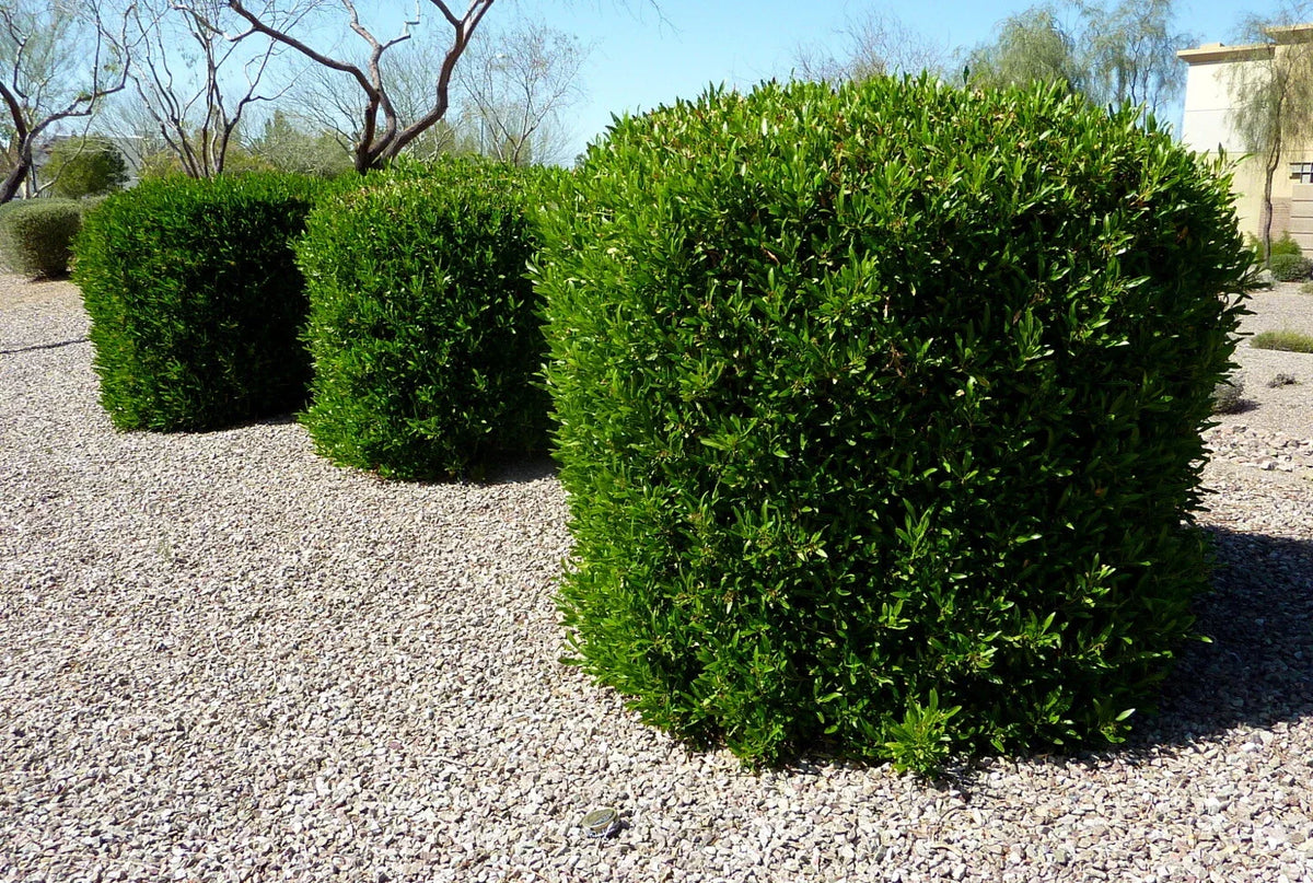 Dodonaea viscosa Green Hopseed Bush Seeds - 30 Count, Hardy Drought-Tolerant Shrub