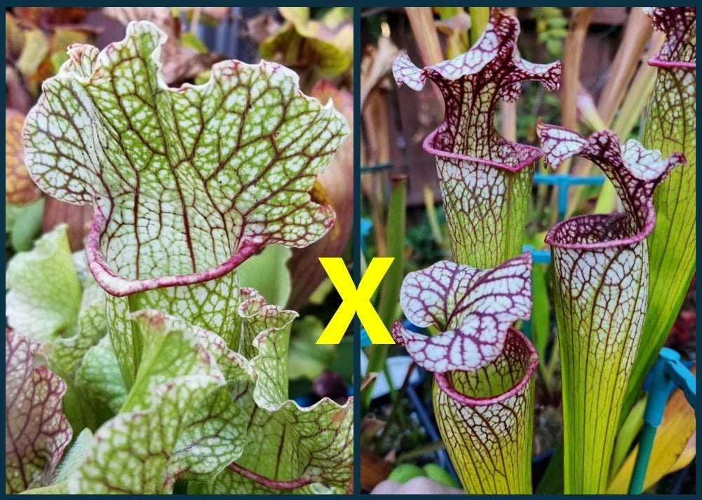 Sarracenia Seeds - Hybrid Fat Mitchelliana x Adrian Slack Judith Hindle Carnivorous Plant for Gardening