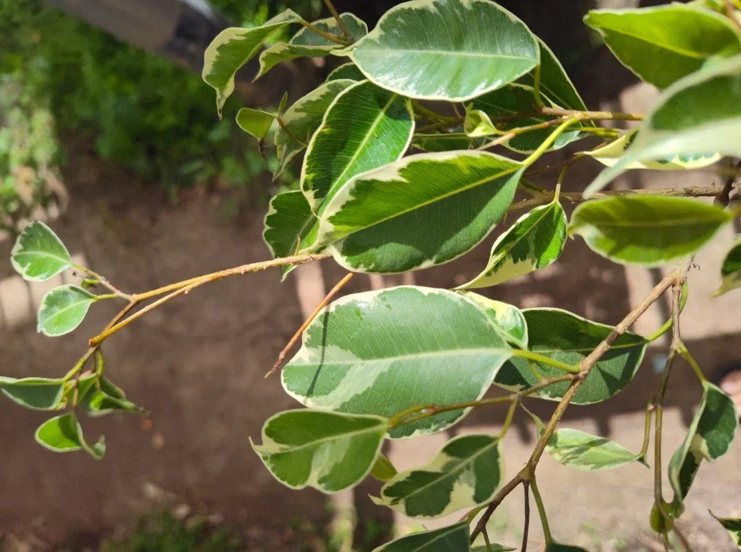 Variegated Ficus Benjamina Live Plant Plug – Large Rooted Ficus with Variegated Foliage – Indoor & Outdoor Decor, Easy Care, Ficus benjamina 'Variegata'
