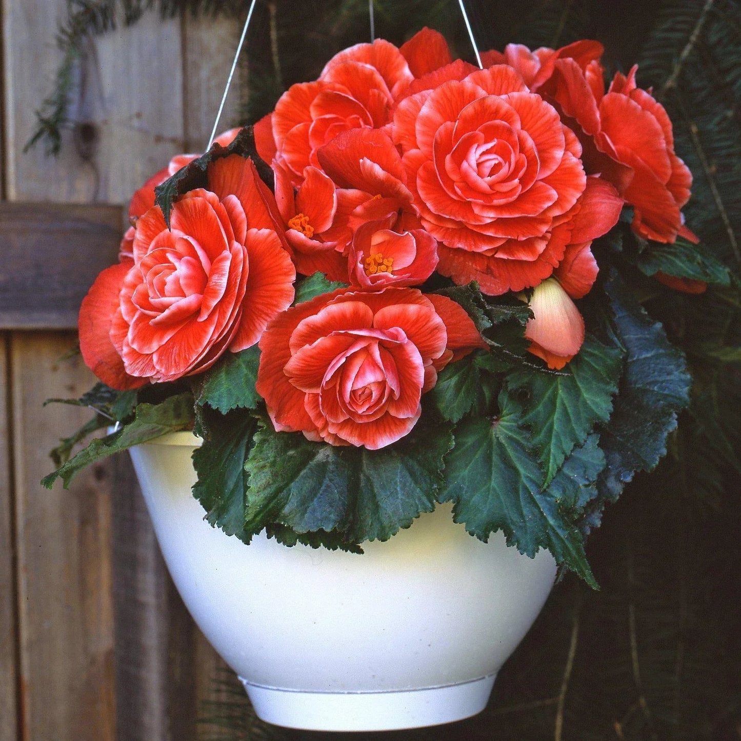 Begonia Seeds 1000 Count Hot Tip Salmon - Begonia x tuberhybrida for Partial to Full Shade