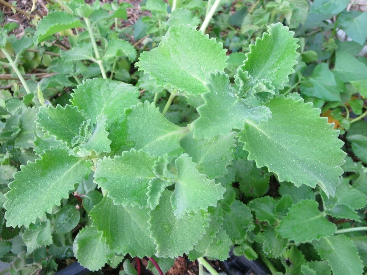 Cuban Oregano Cuttings - 6 Live Unrooted Herb Plants - Plectranthus amboinicus - Edible Aromatic Herb for Cooking