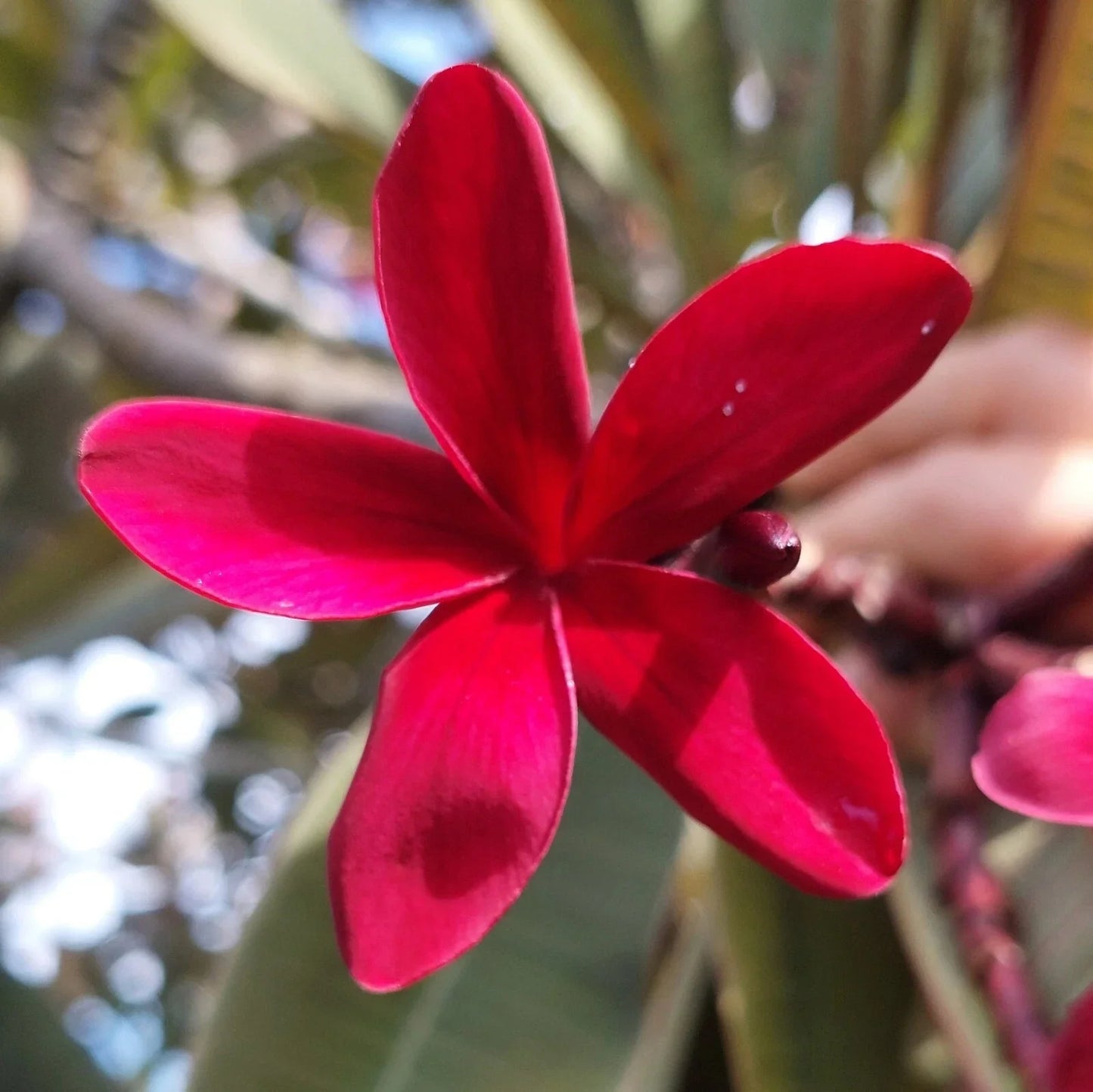 Hawaiian Red Ulaula Plumeria Cutting – 8" Fragrant Frangipani Plant for Gardens & Landscaping – Plumeria rubra