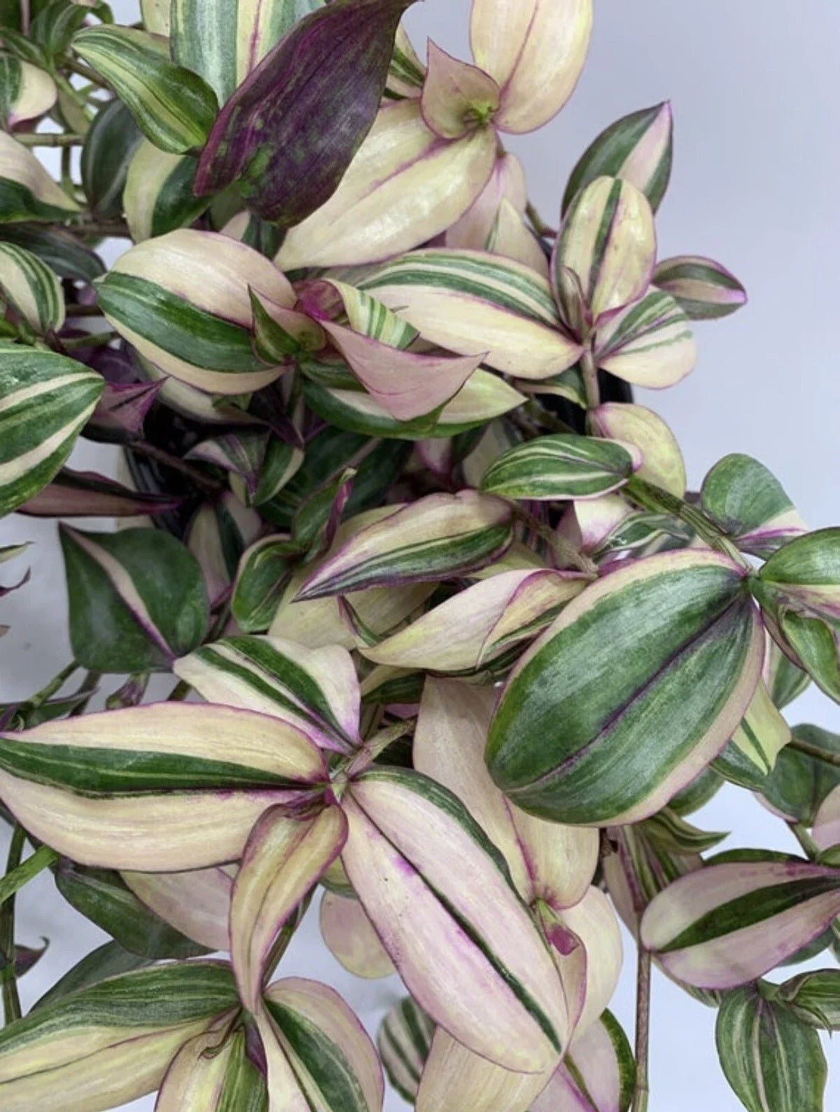 Variegated Tradescantia Zebrina Cuttings - Discolor Multicolor - 2 Stem Plant Propagation Material