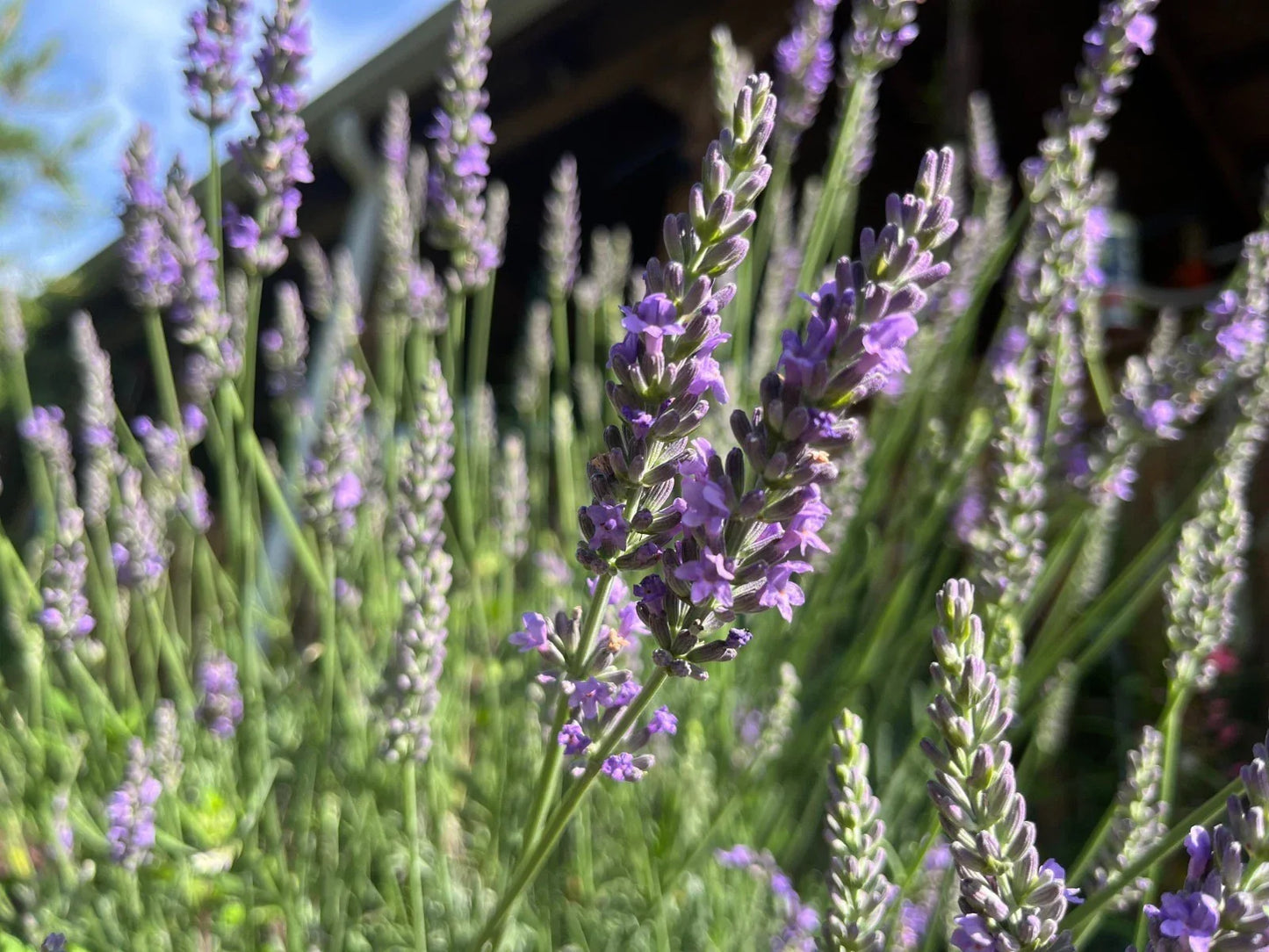 Fragrant Lavender Starter Plant – Lavandula angustifolia – Aromatic Perennial for Gardens, Borders & Gifts