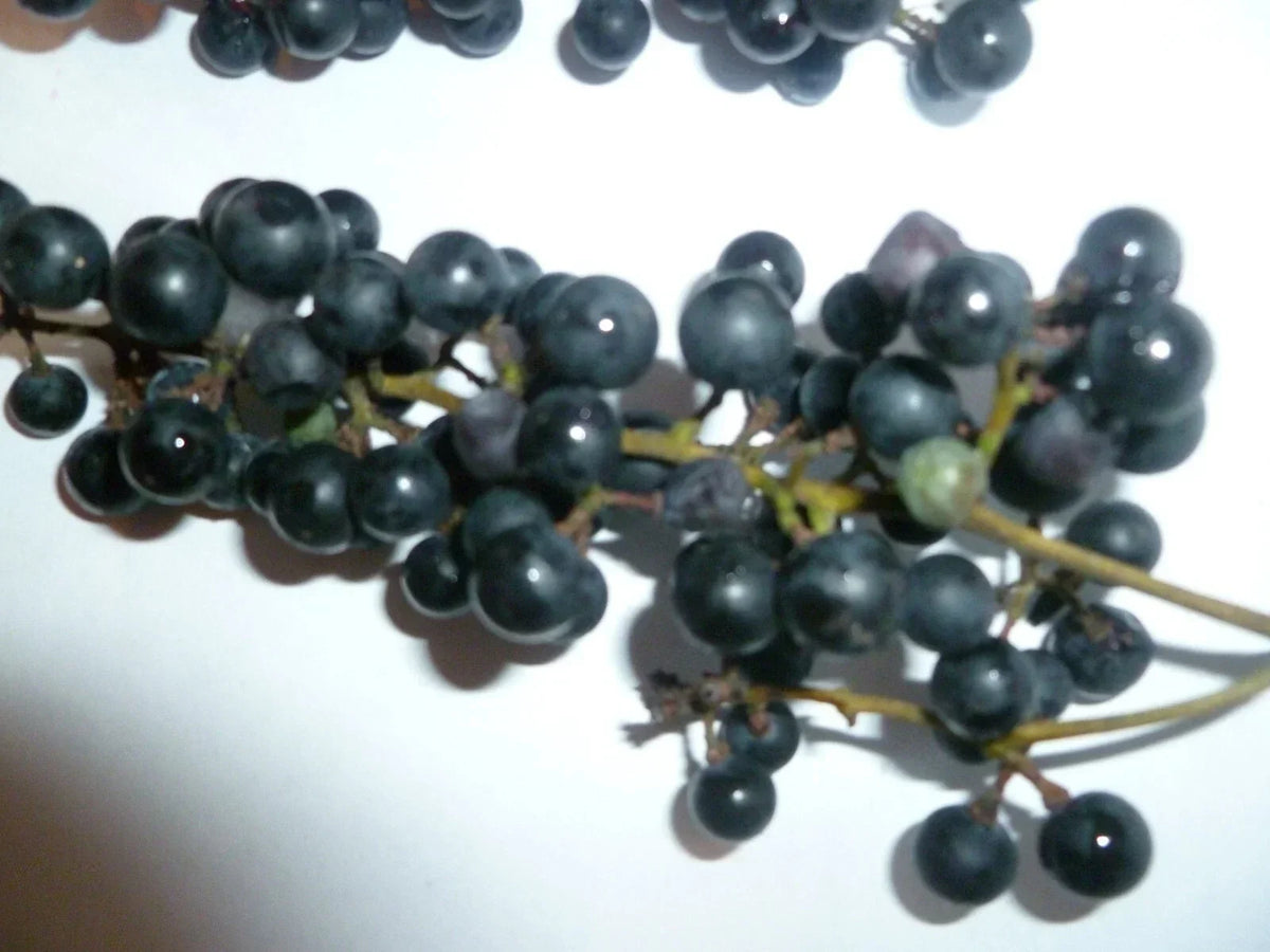 Organic Wild Grape Seeds - Vitis aestivalis - 25 Heirloom Non-GMO Seeds