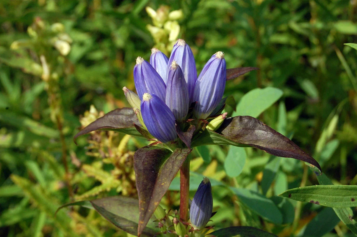 Bottle Gentian Seeds - 570 Count Blue Perennial Flower Gentiana andrewsii for Pollinators, Borders, Naturalized Gardens