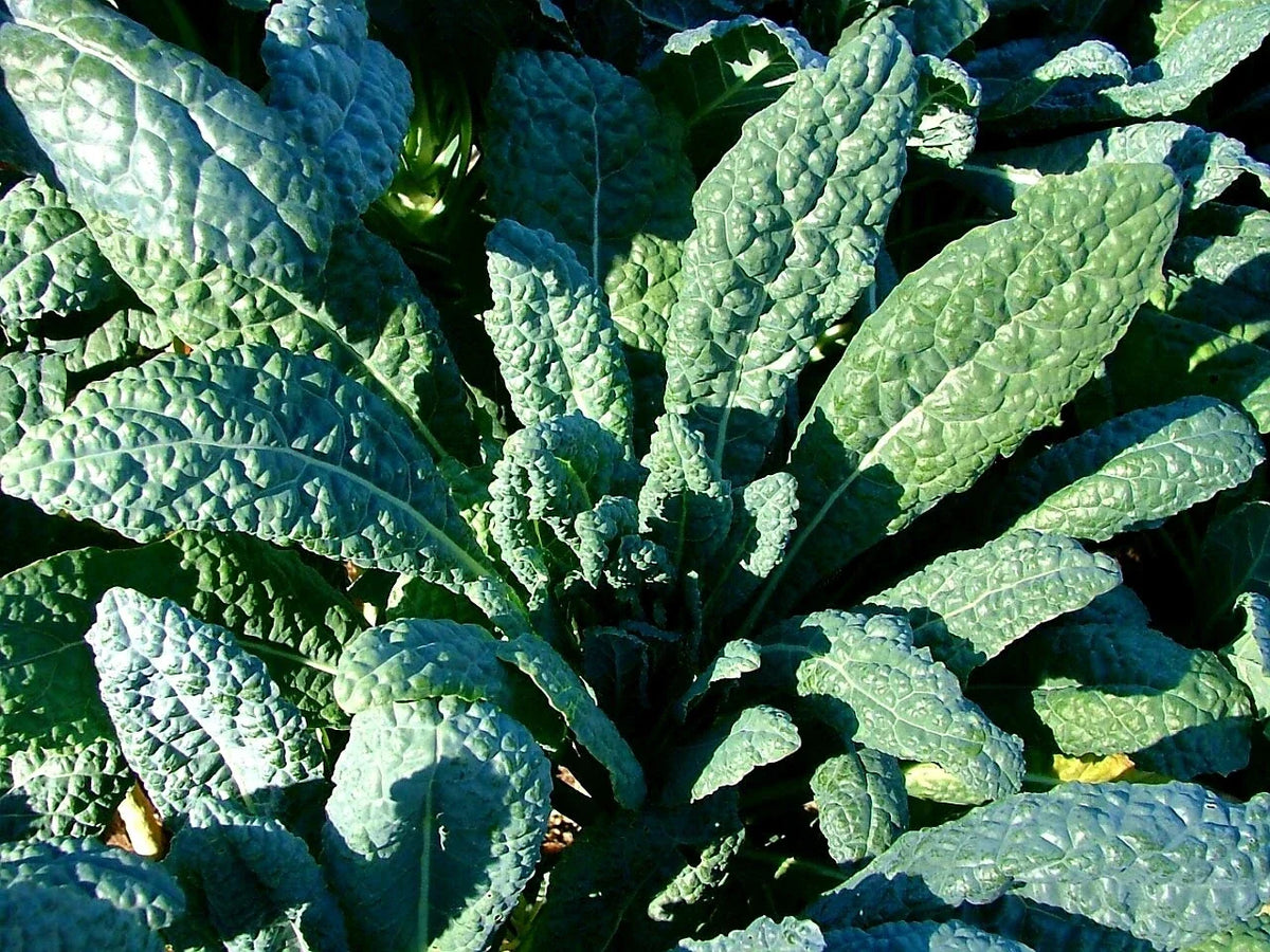 Lacinato Kale Seeds - Organic Heirloom Variety - Italian Dinosaur Kale - Non-GMO, Brassica oleracea