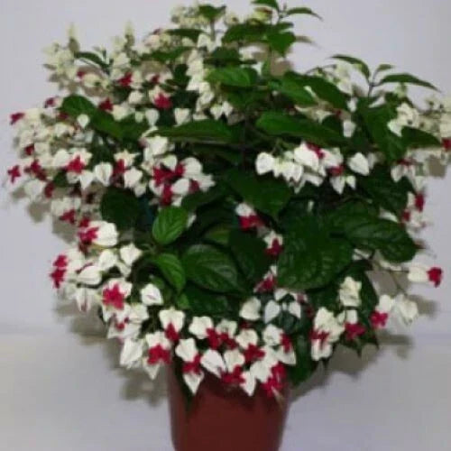 Bleeding Heart Plant Starter - Clerodendrum thomsoniae with White & Red Blooms - Bare Root