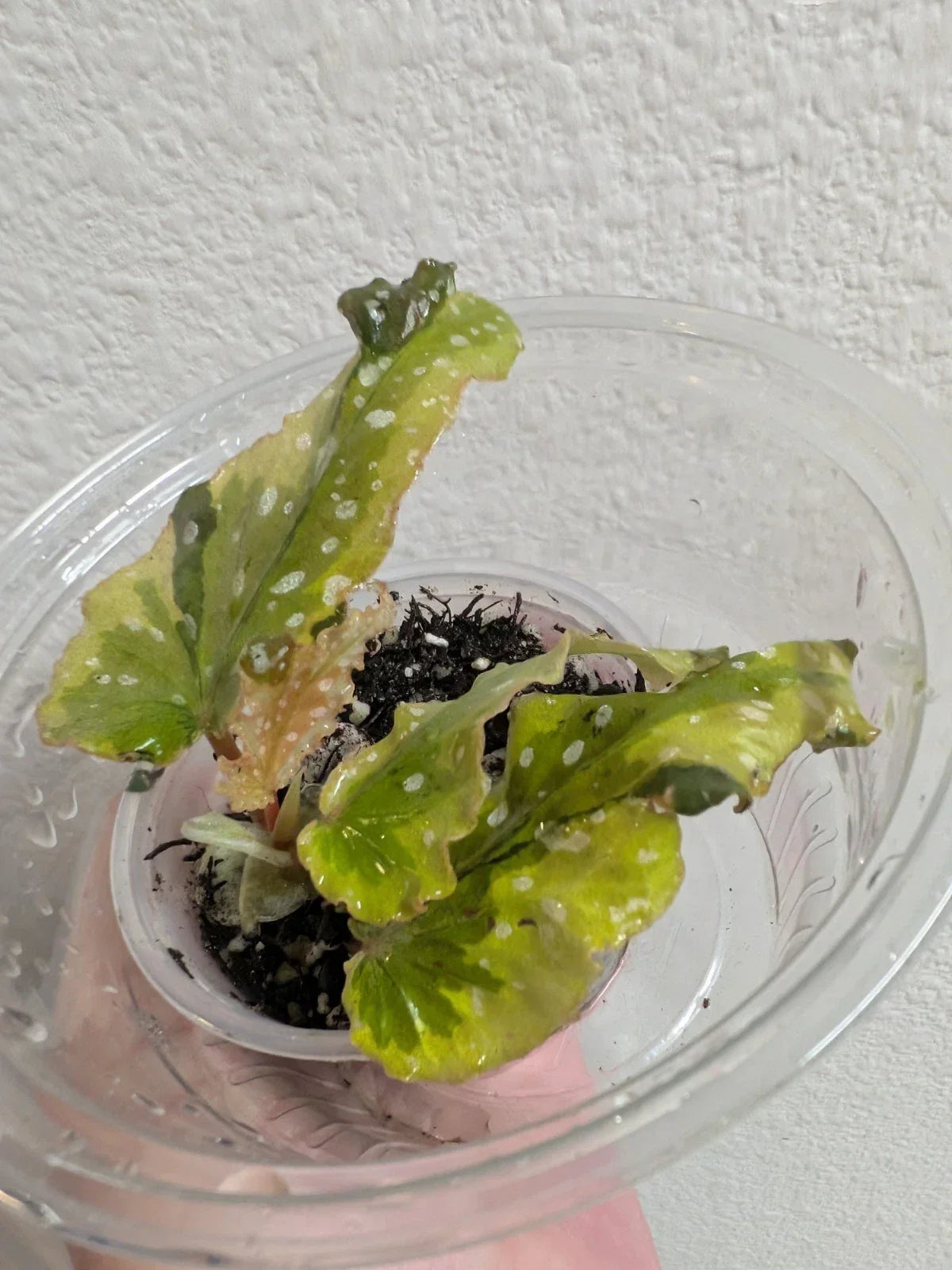 Variegated Begonia Plant - Small Leaf 'Dainty Spray' Sport - Begonia spp. Indoor Houseplant, Compact, Variegated Foliage
