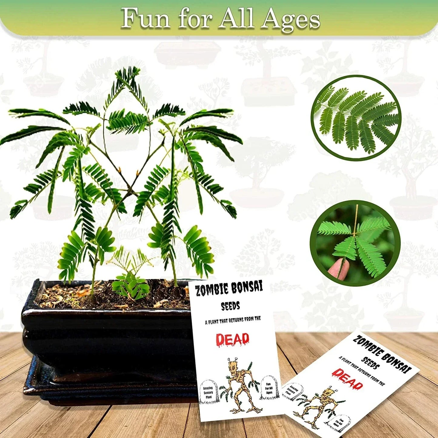 Zombie Bonsai Seed Packets (2 Pack) | Sensory Touch-Reacting Indoor Bonsai Plants