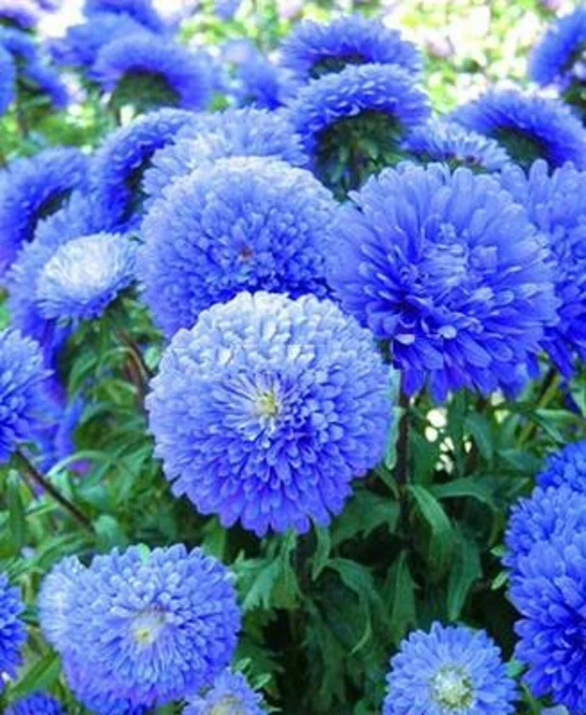 Blue Aster Flower Seeds - Perennial Wildflower Seeds for Spring Bloom - Asteraceae - Aster azureus, 50 Packets