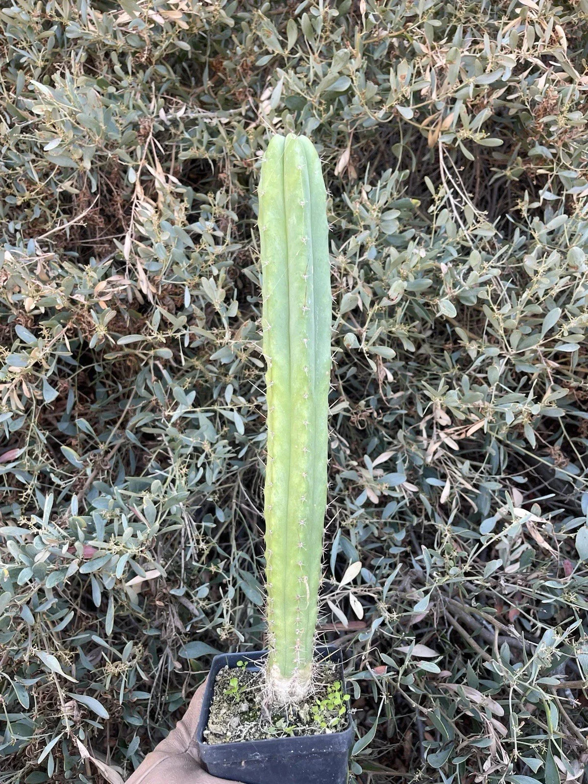 Echinopsis Cactus Hybrid Seedling – 14-Inch Live Rooted Plant – Desert Theater Pach. “Spaceship” × Desert Theater Bridge